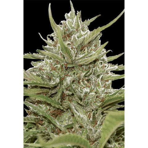 Auto Whiteberry - Feminzed & Autoflowering - Paradise Seeds