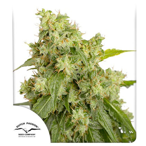 Auto Xtreme - Feminzed & Autoflowering - Dutch Passion Seeds