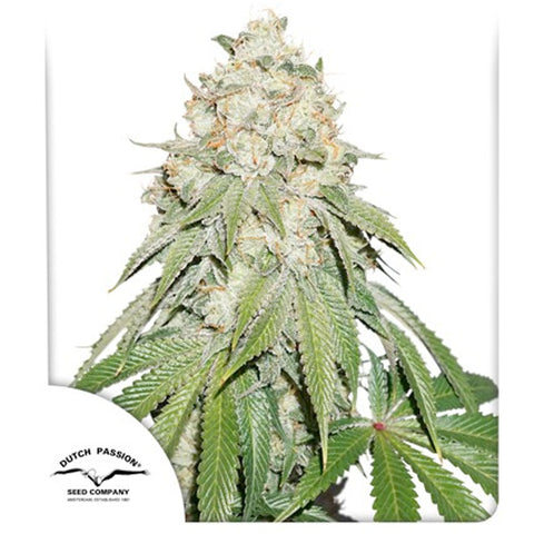 Banana Blaze - Feminzed - Dutch Passion Seeds