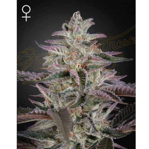 Banana Krumble - Feminzed - Green House Seeds