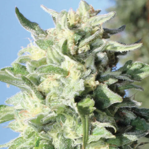 Banana Mango - Feminzed - Humboldt Seed Company Seeds