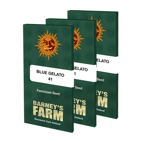 Blue Gelato 41 - Feminised - Barney's Farm