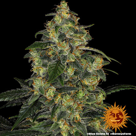 Blue Gelato 41 - Feminised - Barney's Farm