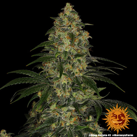 Blue Gelato 41 - Feminised - Barney's Farm