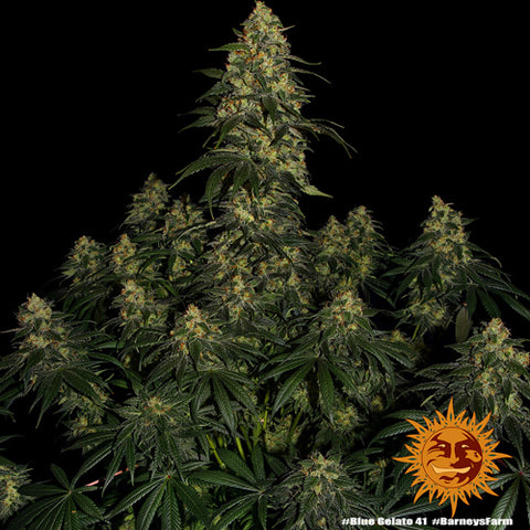 Blue Gelato 41 - Feminised - Barney's Farm