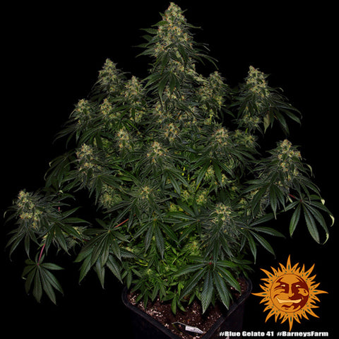 Blue Gelato 41 - Feminised - Barney's Farm