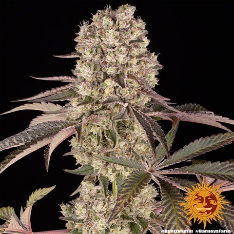 Barneys Farm Runtz Muffin - Feminised - Barneys Farm Seeds