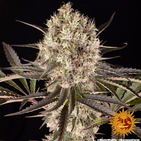 Barneys Farm Runtz Muffin - Feminised - Barneys Farm Seeds