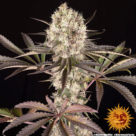 Barneys Farm Runtz Muffin - Feminised - Barneys Farm Seeds