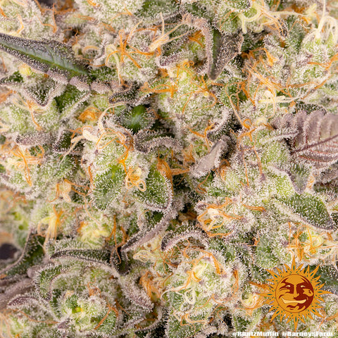Barneys Farm Runtz Muffin - Feminised - Barneys Farm Seeds