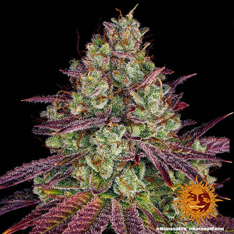 Mimosa Evo - Feminised - Barneys Farm Seeds
