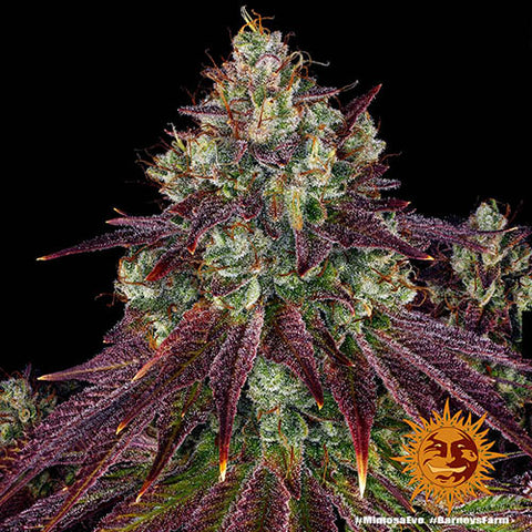 Mimosa Evo - Feminised - Barneys Farm Seeds