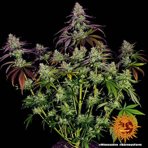 Mimosa Evo - Feminised - Barneys Farm Seeds