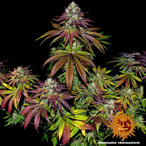 Mimosa Evo - Feminised - Barneys Farm Seeds