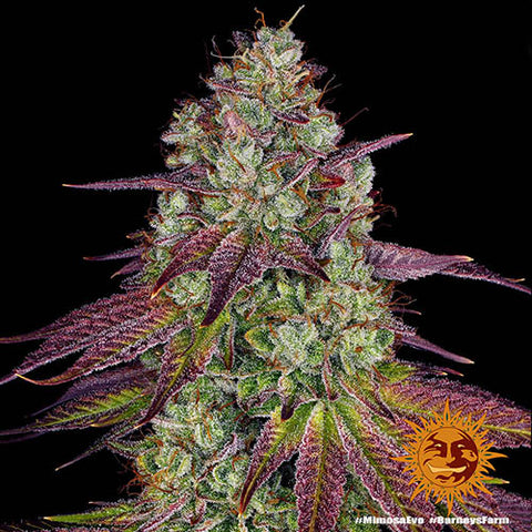 Mimosa Evo - Feminised - Barneys Farm Seeds
