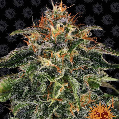 Moby Dick - Feminised - Barneys Farm Seeds