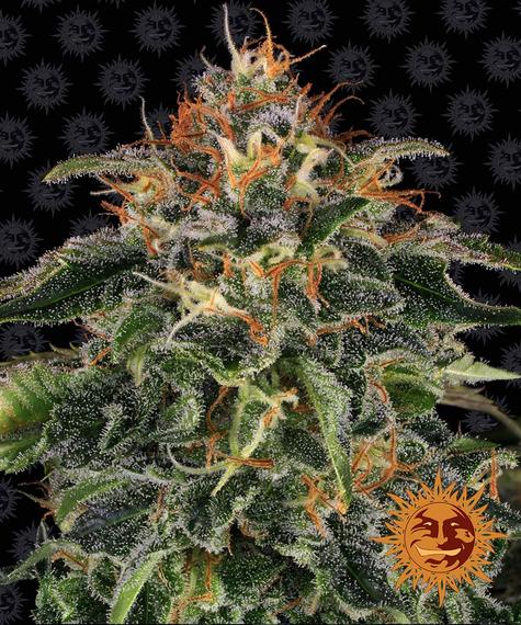 Moby Dick - Feminised - Barneys Farm Seeds