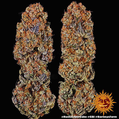 Runtz x Layer Cake - Feminised - Barneys Farm Seeds