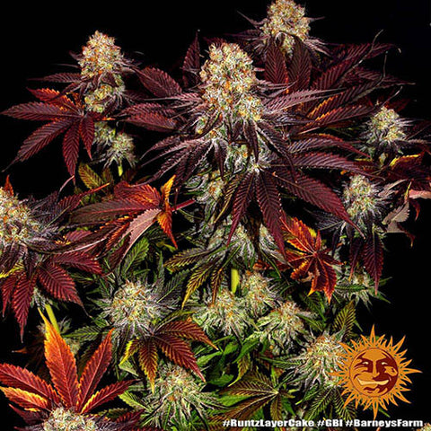 Runtz x Layer Cake - Feminised - Barneys Farm Seeds
