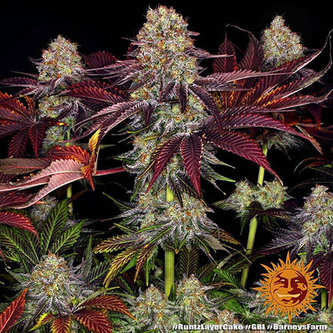 Runtz x Layer Cake - Feminised - Barneys Farm Seeds