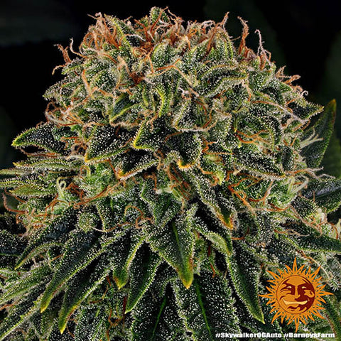 Skywalker OG Auto - Autoflowering - Barneys Farm Seeds
