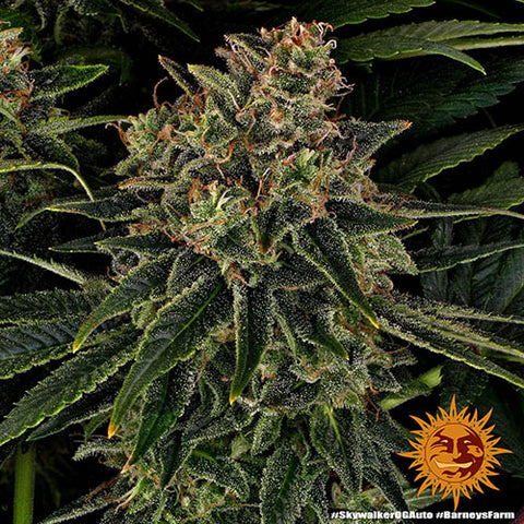 Skywalker OG Auto - Autoflowering - Barneys Farm Seeds
