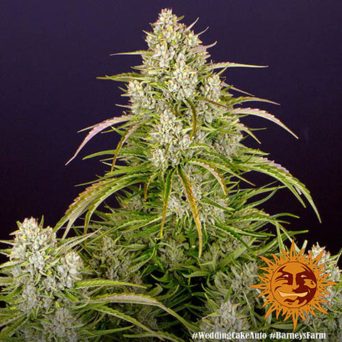 Wedding Cake Auto - Autoflowering - Barneys Farm Seeds