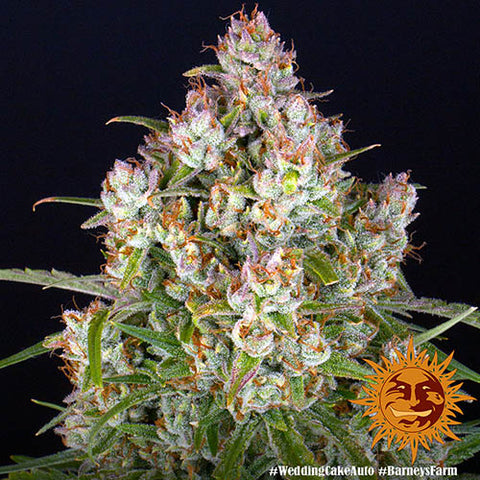 Wedding Cake Auto - Autoflowering - Barneys Farm Seeds