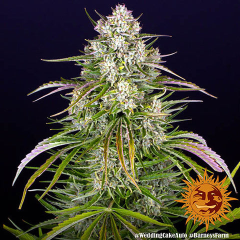 Wedding Cake Auto - Autoflowering - Barneys Farm Seeds