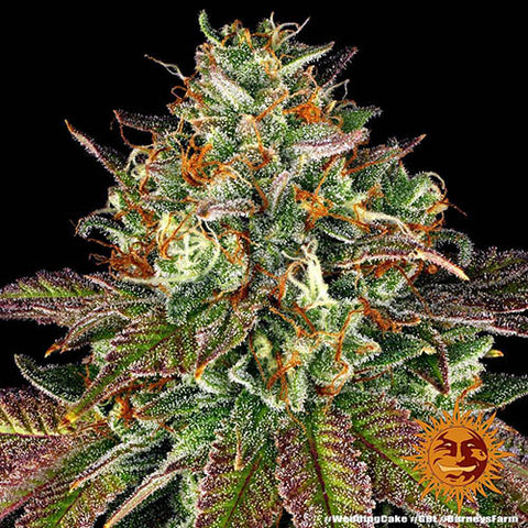 Wedding Cake - Feminised - Barneys Farm Seeds