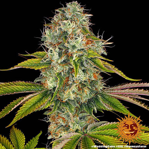 Wedding Cake - Feminised - Barneys Farm Seeds