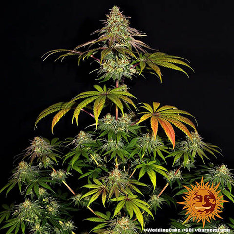 Wedding Cake - Feminised - Barneys Farm Seeds