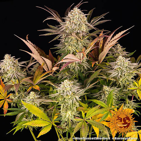 Blue Sunset Sherbert - Feminised - Barneys Farm Seeds