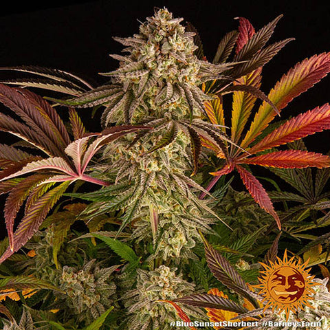 Blue Sunset Sherbert - Feminised - Barneys Farm Seeds