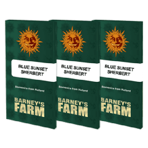 Blue Sunset Sherbert - Feminised - Barneys Farm Seeds
