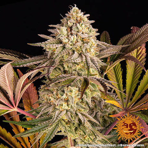 Blue Sunset Sherbert - Feminised - Barneys Farm Seeds