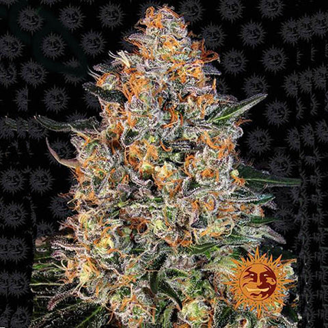 Bubba Kush - Feminsed - Barneys Farm Seeds