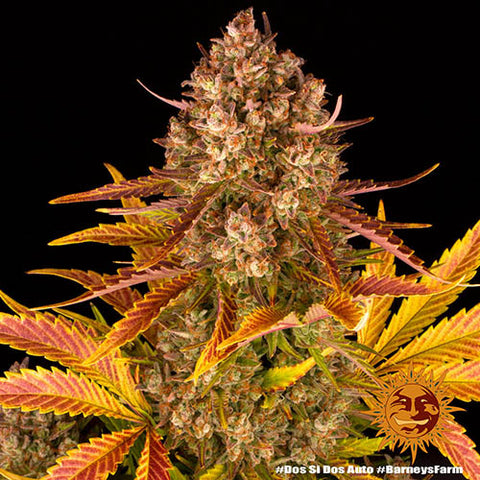Do-Si-Dos Auto - Autoflowering - Barneys Farm Seeds