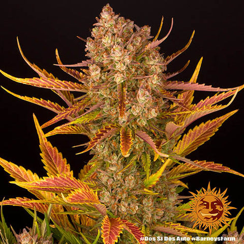 Do-Si-Dos Auto - Autoflowering - Barneys Farm Seeds