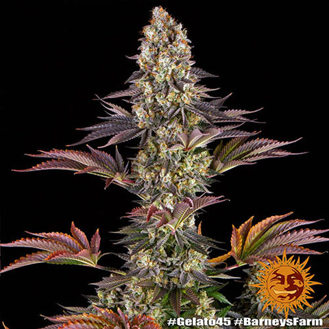 Gelato #45 - Feminised - Barneys Farm Seeds