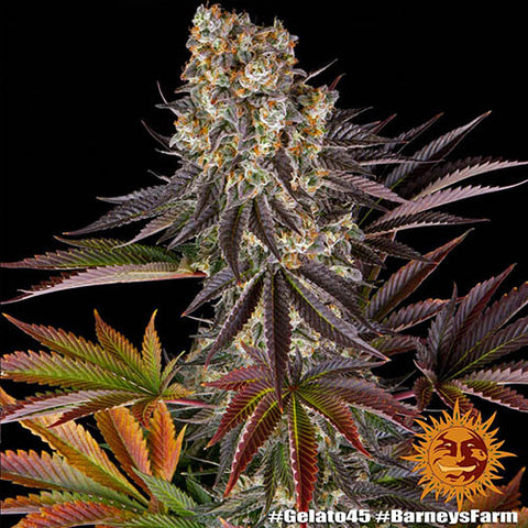 Gelato #45 - Feminised - Barneys Farm Seeds