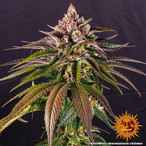 Kush Mintz - Feminised - Barneys Farm Seeds