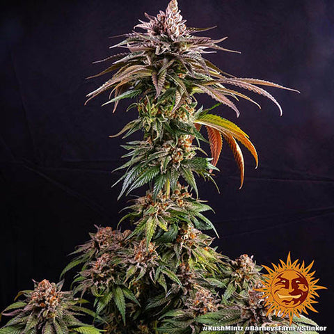 Kush Mintz - Feminised - Barneys Farm Seeds