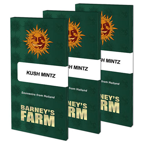 Kush Mintz - Feminised - Barneys Farm Seeds