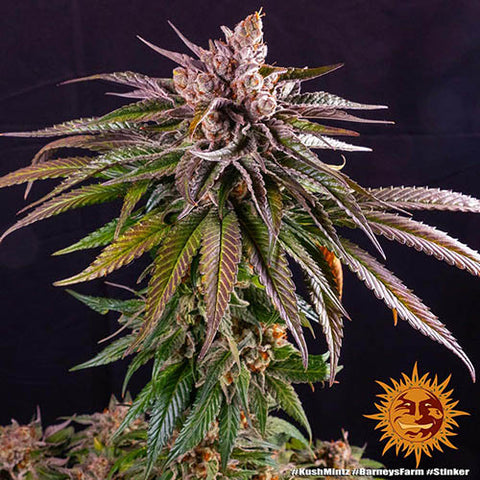 Kush Mintz - Feminised - Barneys Farm Seeds