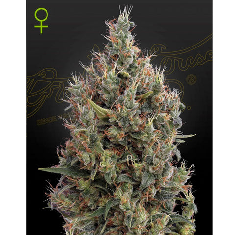 Big Bang Auto - Feminzed & Autoflowering - Green House Seeds