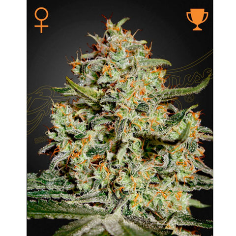 Big Bang - Feminzed - Green House Seeds