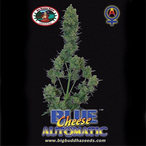 Blue Cheese Automatic - Autoflowering - Big Buddha Seeds