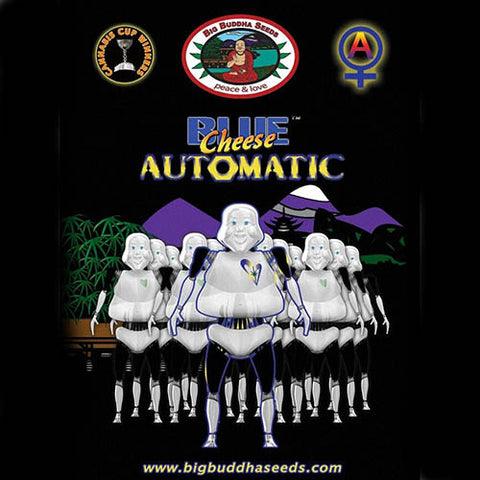Blue Cheese Automatic - Autoflowering - Big Buddha Seeds