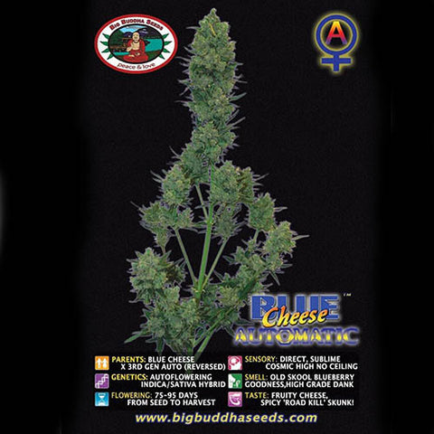 Blue Cheese Automatic - Autoflowering - Big Buddha Seeds